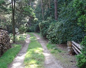 Rustikaler Waldweg zum Ferienhaus in Garderen, Veluwe, ideal fr Naturliebhaber in Gelderland.