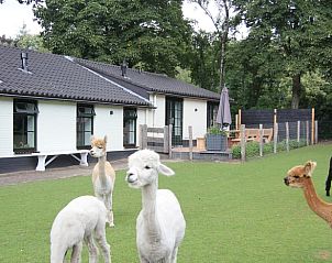 Unterkunft 321733 • Ferienhaus Veluwe • Vakantiehuis in Garderen 