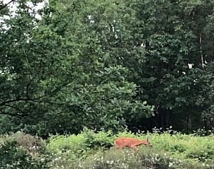 Wilde dieren in de natuur rondom Vakantiehuisje in Garderen, Veluwe.