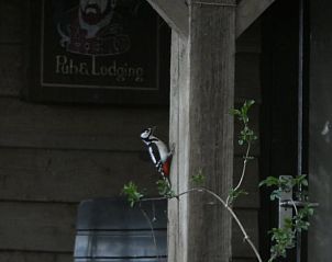 Unterkunft 321739 - Ferienhaus Veluwe - Vakantiehuisje in Garderen