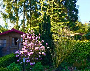 Guest house 321761 - Chalet Veluwe - Chalet 'Bosanemoon'