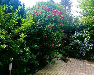 Guest house 321761 - Chalet Veluwe - Chalet 'Bosanemoon'