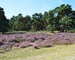 Guest house 321761 - Chalet Veluwe - Chalet 'Bosanemoon'