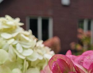 Bloemenpracht bij Huisje in Garderen, vakantiehuis in de Veluwse natuur, Gelderland.