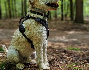 Hondenbakken in Huisje in Garderen, vakantieverblijf op de Veluwe, Gelderland.