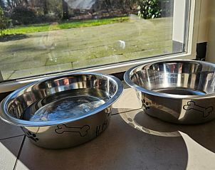 Eekhoorns in de omgeving van Huisje in Garderen, vakantiehuis op de Veluwe, Gelderland.