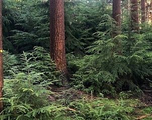 Unterkunft 321766 - Ferienhaus Veluwe - Vakantiehuisje in Garderen