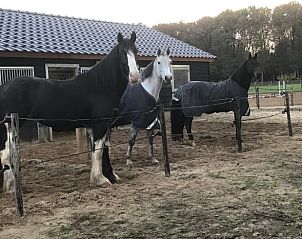 Horses in the stables of Holiday Home in Garderen, Veluwe, enjoying the fresh air.