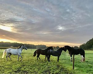 Gorgeous sunset with horses in the fields at Holiday Home in Garderen, Veluwe.