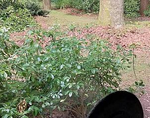 Uitzicht op groene tuin vanuit Vakantiehuis in Garderen, Veluwe, Gelderland.