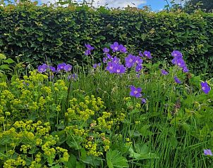 Unterkunft 321815 - Ferienhaus Veluwe - Huisje in Elspeet