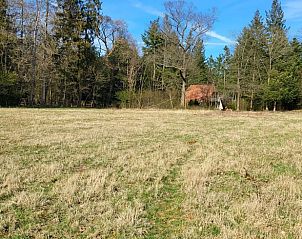 Unterkunft 321827 - Ferienhaus Veluwe - Huisje in Elspeet