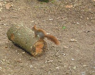 Unterkunft 321827 - Ferienhaus Veluwe - Huisje in Elspeet