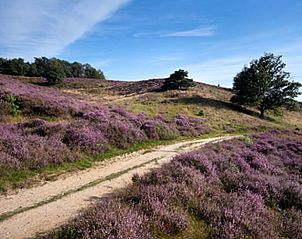 Unterkunft 321827 - Ferienhaus Veluwe - Huisje in Elspeet
