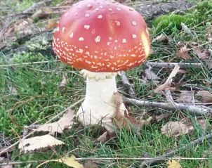 Unterkunft 321827 - Ferienhaus Veluwe - Huisje in Elspeet