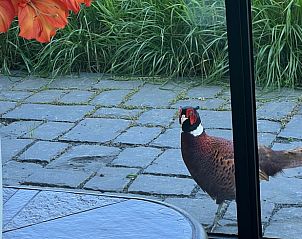 Fazant bij terras van Vakantiehuis in Elburg, 't Harde, Veluwe, Gelderland.