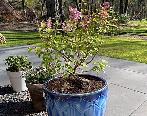 Flowering plants in pots at Holiday home Sprielderbosch 26 De Beuk in Putten, Veluwe, surrounded by greenery.