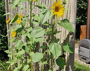 Unterkunft 3220139 - Ferienhaus Veluwe - Vakantiehuis in Putten