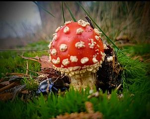 Vliegenzwam in de natuur rondom El Granero in Putten, Veluwe, symboliseert de rijke biodiversiteit.