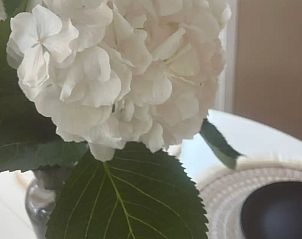Guest house 3220197 - Chalet Veluwe - ViVe
