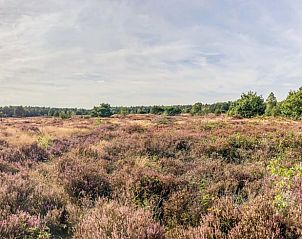 Guest house 3220225 - Holiday property Veluwe - Huisje in Putten