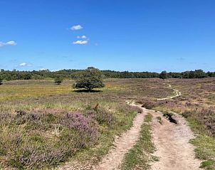 Guest house 3220225 - Holiday property Veluwe - Huisje in Putten