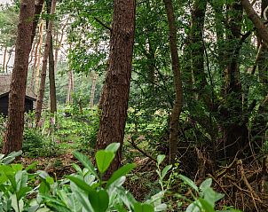 Wooded surroundings of Holiday home Sprielderbosch 38 The Wooden Owl, with dense vegetation in the Veluwe, Putten.