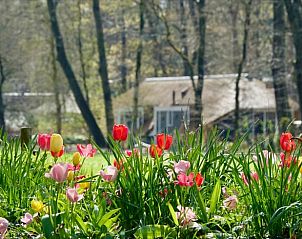 Tulpen in bloei bij Vakantiehuis in Putten, kleurrijke Veluwe, Gelderland.