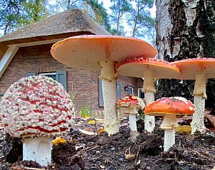 Paddenstoelen in de tuin van Vakantiehuis in Putten, herfst op de Veluwe, Gelderland.