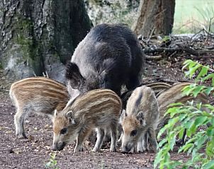 Wilde zwijnen in de omgeving van Vakantiehuis in Putten, Veluwe, Gelderland.