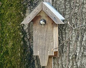 Vogelhuisje in boom bij Vakantiehuis in Putten, Veluwe, Gelderland.