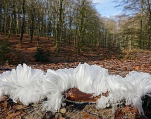 IJshaar in het bos bij Vakantiehuis in Putten, winterse Veluwe, Gelderland.