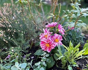 Unterkunft 322087 - Ferienhaus Veluwe - Huisje in Putten