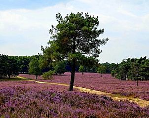 Unterkunft 322105 - Ferienhaus Veluwe - Vakantiehuis in Wezep/Oldebroek