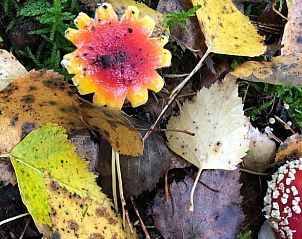 Unterkunft 322108 - Ferienhaus Veluwe - Huisje in Wezep