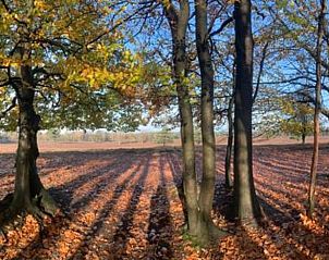 Unterkunft 322108 - Ferienhaus Veluwe - Huisje in Wezep