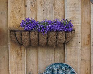Purple flowers in a planter at Cottage in Voorthuizen, Veluwe, Gelderland, vacation accommodation.