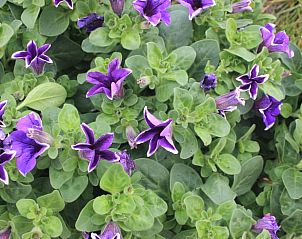 Deep purple flowers in the garden of Cottage in Voorthuizen, Veluwe, Gelderland.