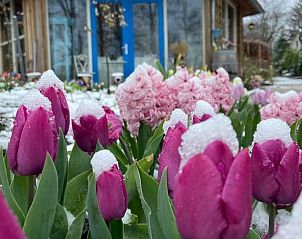 Snow-covered tulips in front of Cottage in Voorthuizen, vacation accommodation in Veluwe, Gelderland.