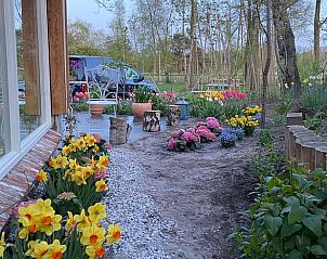 Spring garden with blooming flowers at cottage in Voorthuizen, Veluwe, Gelderland.