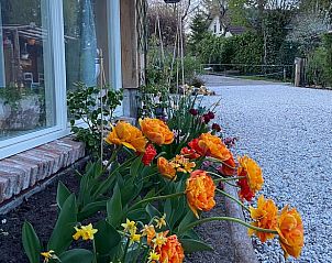 Orange flowers along the path to Cottage in Voorthuizen, vacation accommodation in Veluwe, Gelderland.