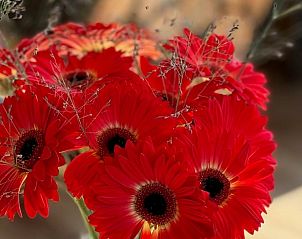 Fresh flowers in Holiday Home in Voorthuizen, Veluwe, for a colorful and vibrant atmosphere.