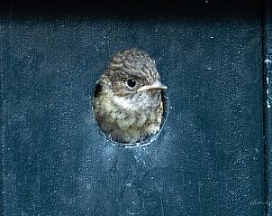 Guest house 322219 - Holiday property Veluwe - Vakantiehuisje in Voorthuizen