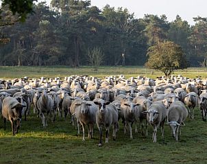 Guest house 322219 - Holiday property Veluwe - Vakantiehuisje in Voorthuizen