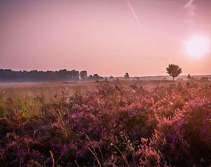 Verblijf 3222207 - Vakantiewoning Veluwe - Dwergarend 17-14
