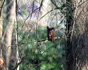 Unterkunft 322220 - Ferienhaus Veluwe - Vakantiehuis in Voorthuizen