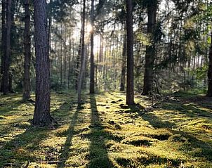 Unterkunft 322220 - Ferienhaus Veluwe - Vakantiehuis in Voorthuizen