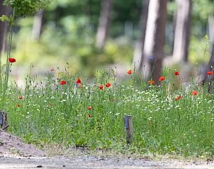Unterkunft 322220 - Ferienhaus Veluwe - Vakantiehuis in Voorthuizen
