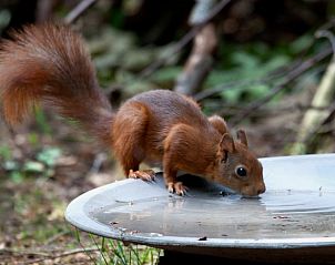 Unterkunft 322220 - Ferienhaus Veluwe - Vakantiehuis in Voorthuizen