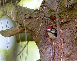 Woodpecker in nature around Holiday home in Voorthuizen, Veluwe, Gelderland.